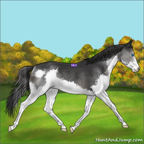 Horse Color:Black Splash