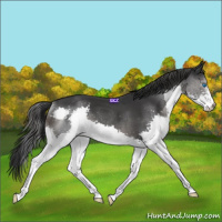 Horse Color:Black Splash 