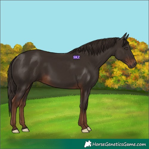 Horse Color:Liver Chestnut