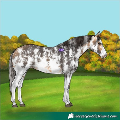 Horse Color:Buckskin Sabino Rabicano 