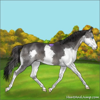 Horse Color:Smoky Black Splash