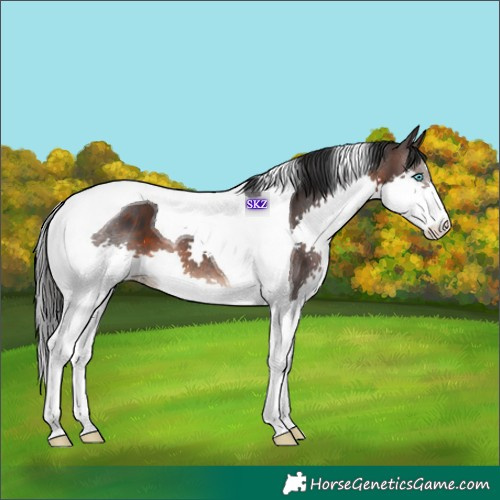 Horse Color:Brown Splash Tobiano