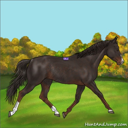 Horse Color:Liver Chestnut Sabino Rabicano
