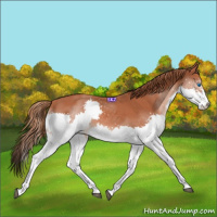 Horse Color:Chestnut Splash 