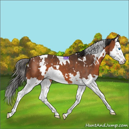 Horse Color:White Spotted Bay Splash 