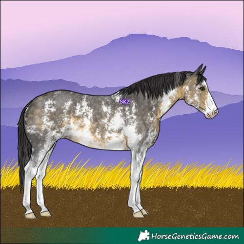 Horse Color:Buckskin Sabino