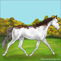 Horse Color:Liver Chestnut Splash 