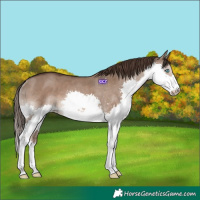 Horse Color:Liver Red Dun Splash Rabicano