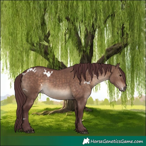 Horse Color:White Spotted Chocolate Brown Dun 