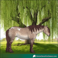 Horse Color:White Spotted Chocolate Brown Dun 