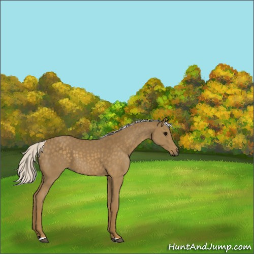 Horse Color:Silver Smoky Black 