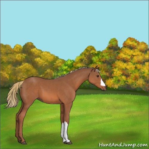 Horse Color:Chestnut 