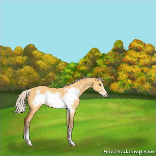 Horse Color:Silver Buckskin Dun Sabino Frame