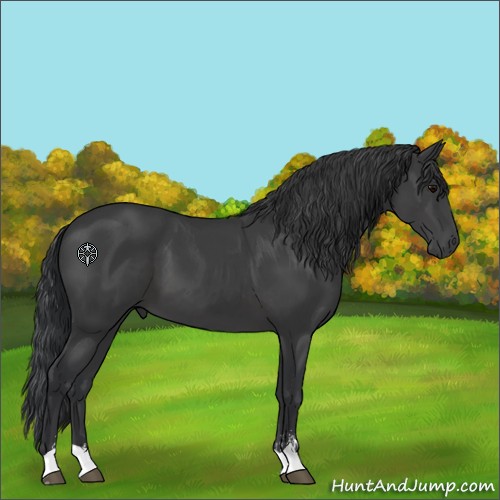 Horse Color:Black Sabino 