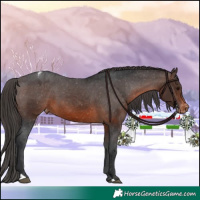 Horse Color:Brown Appaloosa 