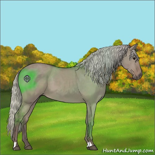 Horse Color:Silver Grullo 