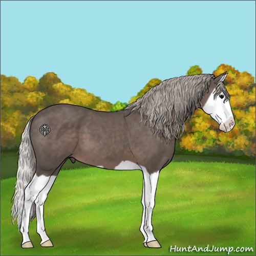 Horse Color:Silver Black Splash 