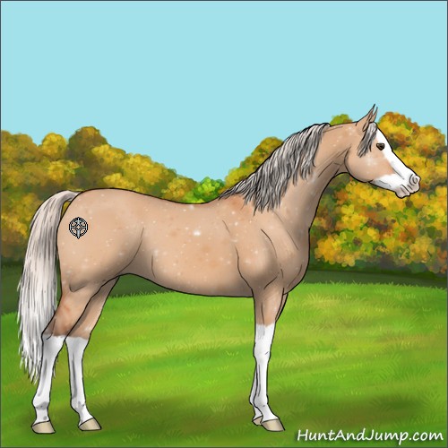 Horse Color:Silver Bay Dun Splash 