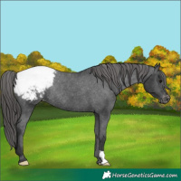 Horse Color:Black Appaloosa Rabicano 