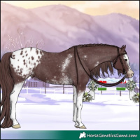 Horse Color:White Spotted Chocolate Black Appaloosa 