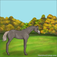 Horse Color:Silver Black 