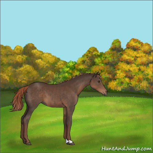 Horse Color:Liver Chestnut 