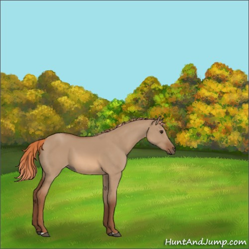 Horse Color:Red Dun 