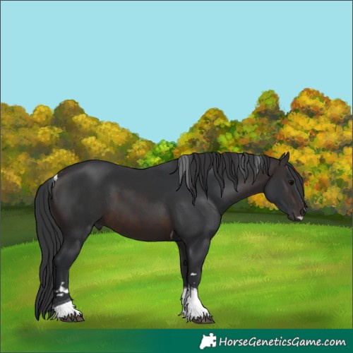 Horse Color:Brown Tobiano 