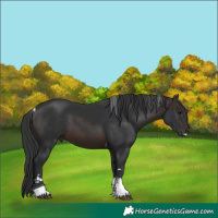 Horse Color:Brown Tobiano 