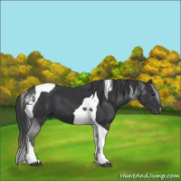Horse Color:Brown Tobiano 