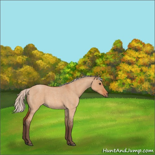 Horse Color:Silver Bay Roan Dun 