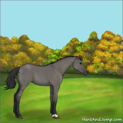 Horse Color:Grullo Roan 