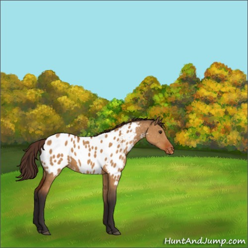 Horse Color:Buckskin Dun Appaloosa 