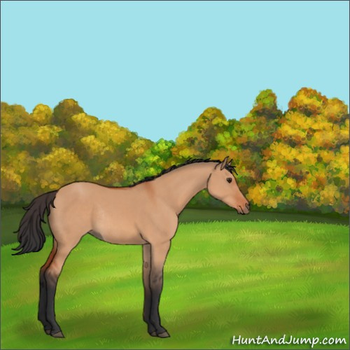 Horse Color:Brown Dun Rabicano 