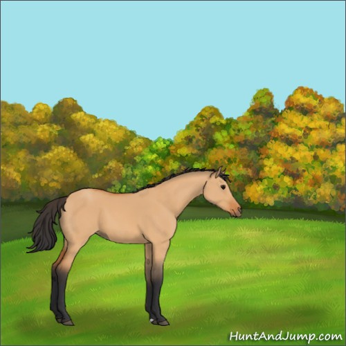 Horse Color:Bay Dun 