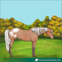 Horse Color:Silver Bay Appaloosa Rabicano 