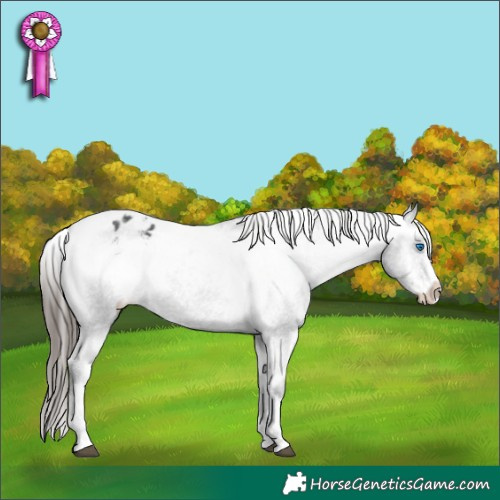 Horse Color:Black Sabino Splash Appaloosa Rabicano 
