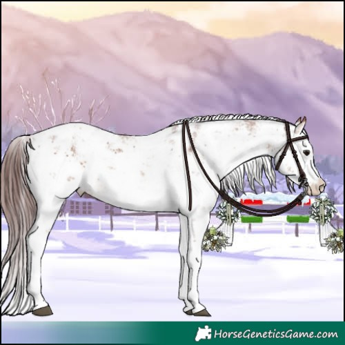 Horse Color:Chocolate Brown Sabino Appaloosa