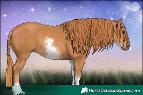 Horse Color:White Spotted Chestnut 
