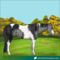 Horse Color:Brown Ice Tobiano Varnish 