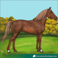 Horse Color:Chestnut 