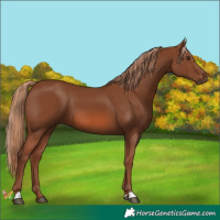 Horse Color:Chestnut 