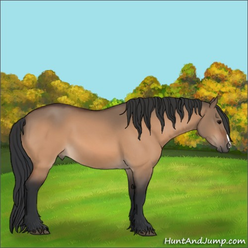 Horse Color:Bay Dun 