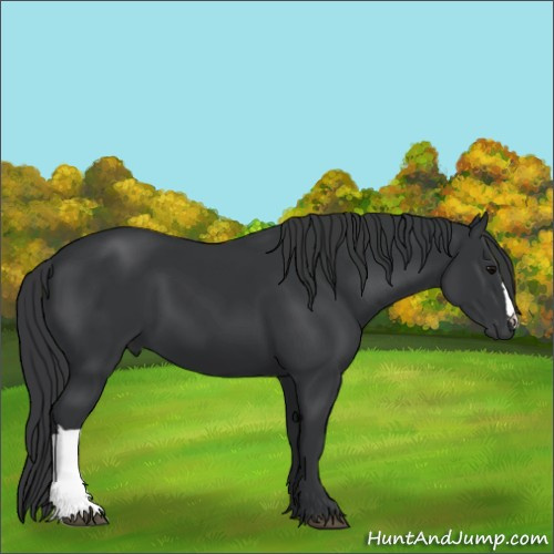 Horse Color:Black 