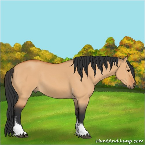 Horse Color:Bay Dun Tobiano 