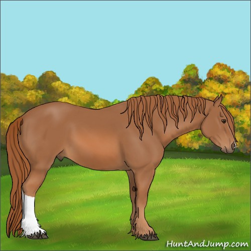 Horse Color:Chestnut 