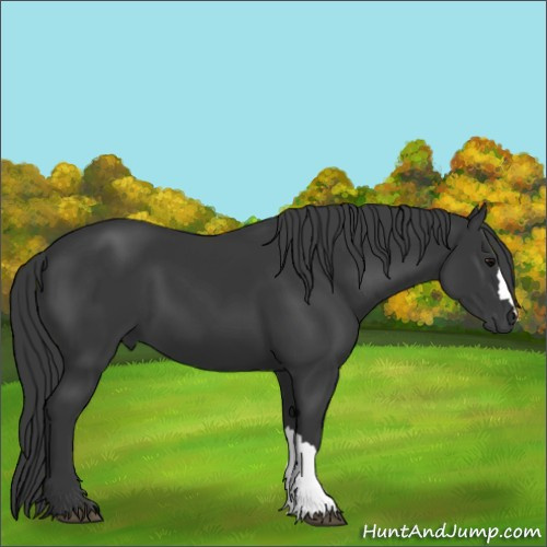 Horse Color:Black 