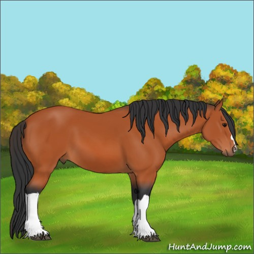 Horse Color:Bay 