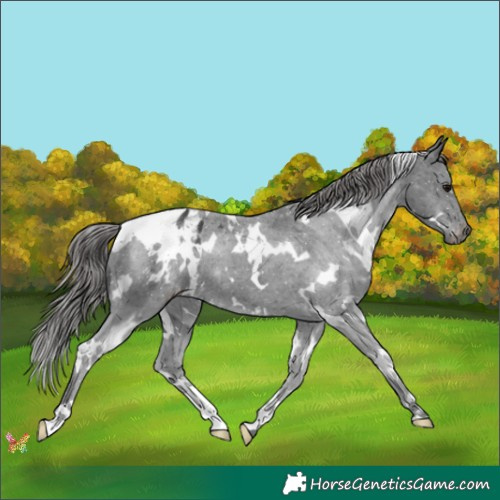 Horse Color:White Spotted Black Appaloosa 