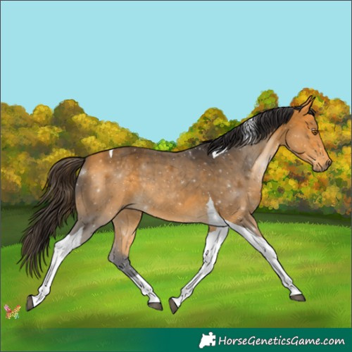 Horse Color:Buckskin Tobiano 
